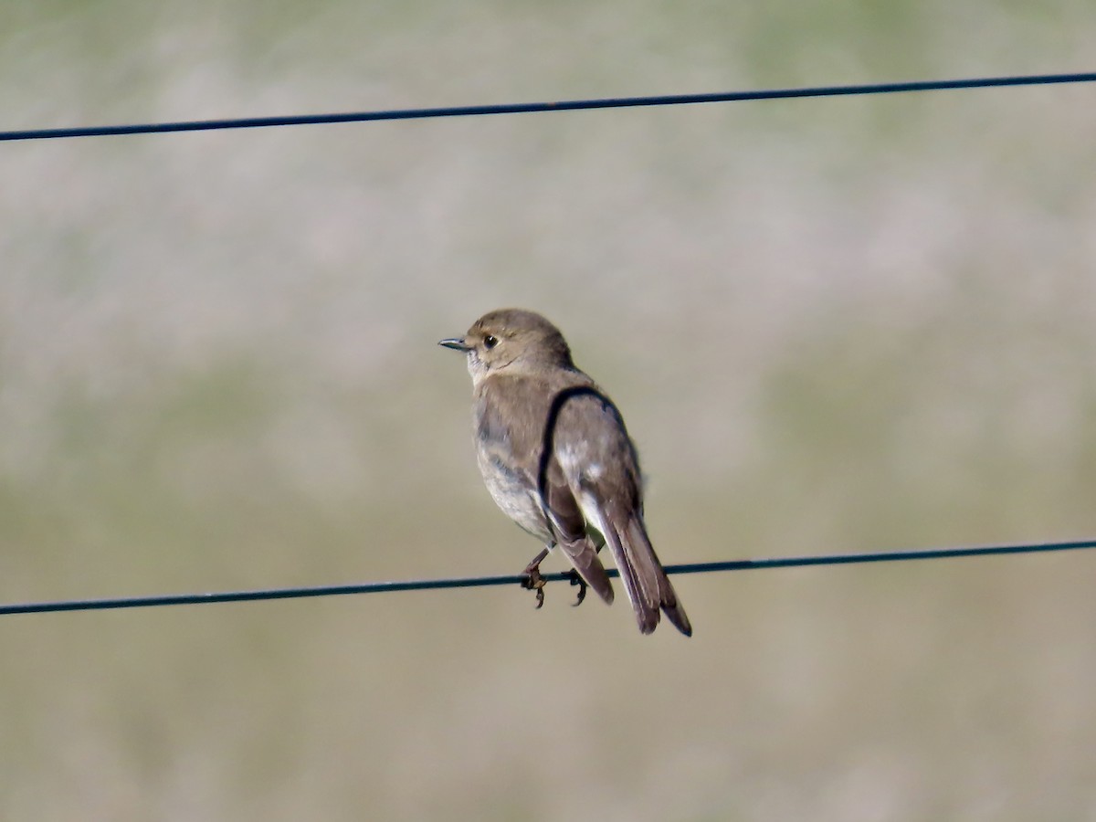 Flammenbrustschnäpper - ML645130868