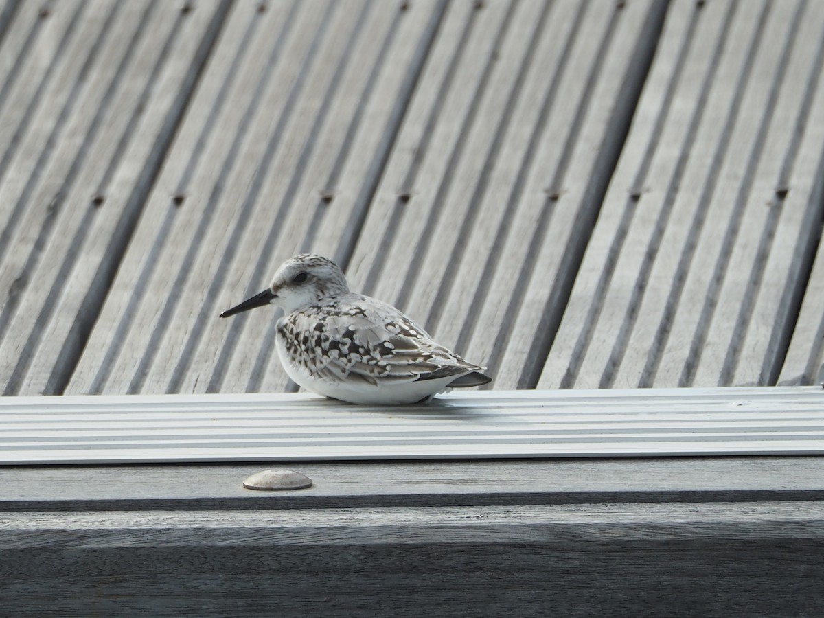 Sanderling - ML645130869