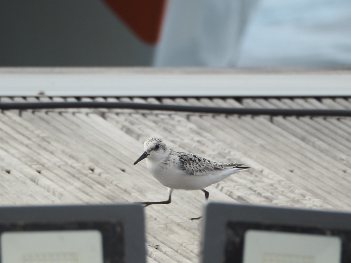 Sanderling - ML645130870