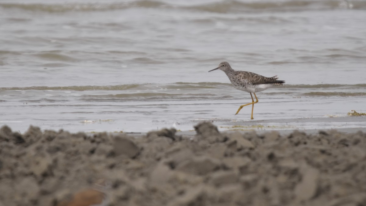 Lesser Yellowlegs - ML645130876