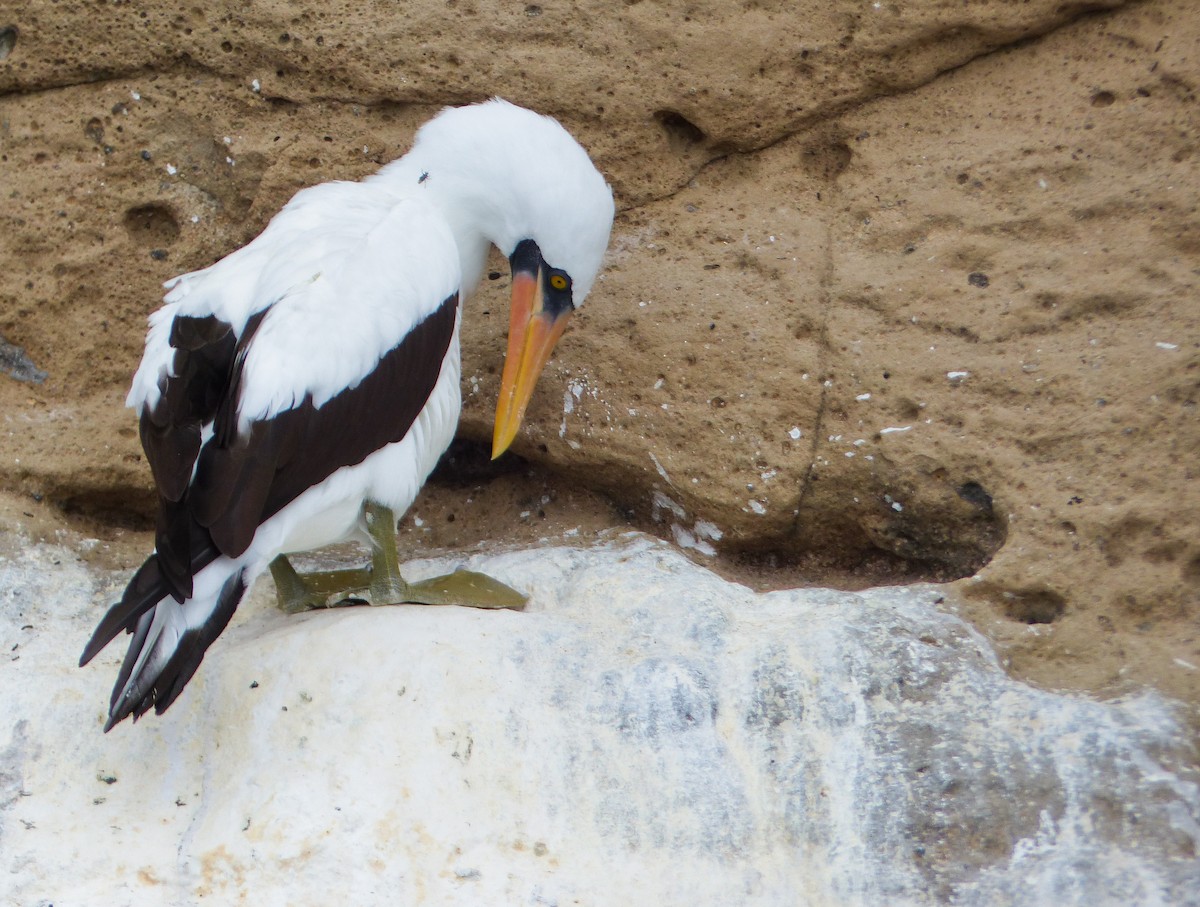 Nazca Booby - ML645130881