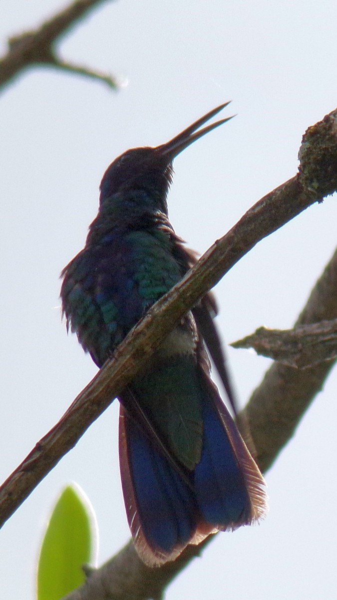 fiolørekolibri - ML645130882