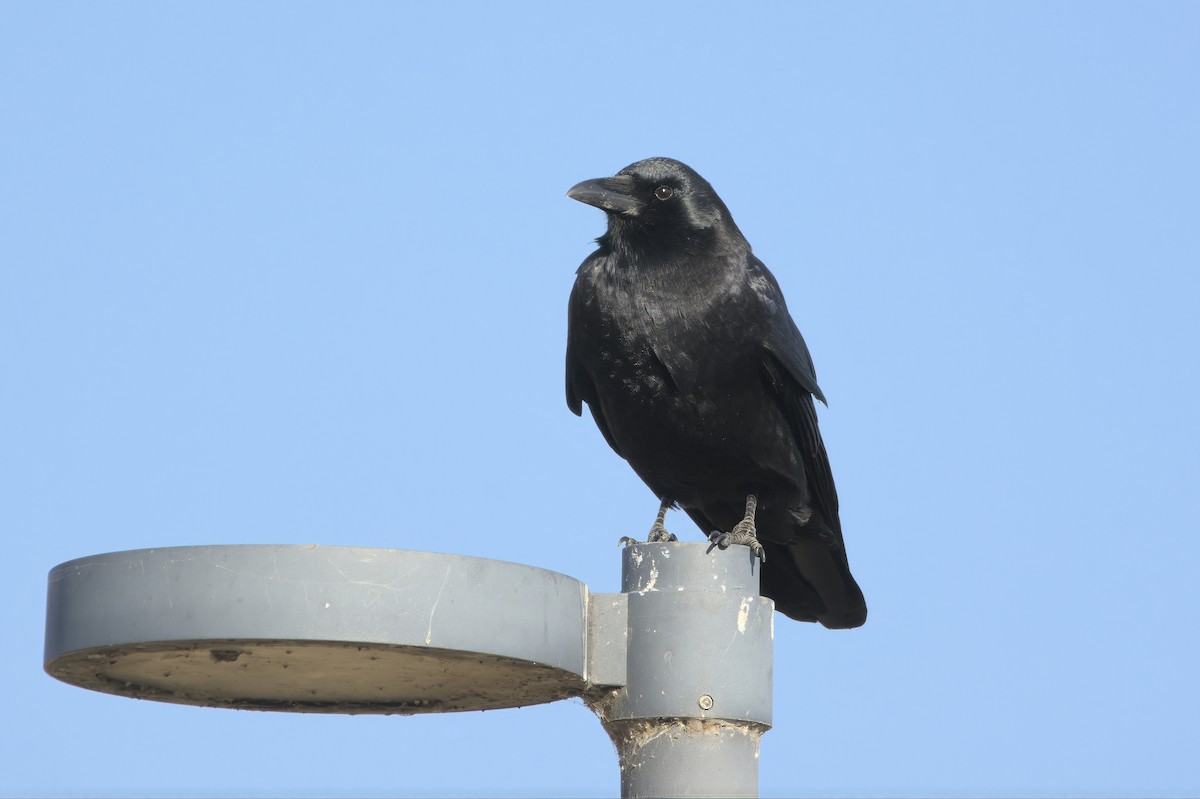 American Crow - ML645130887