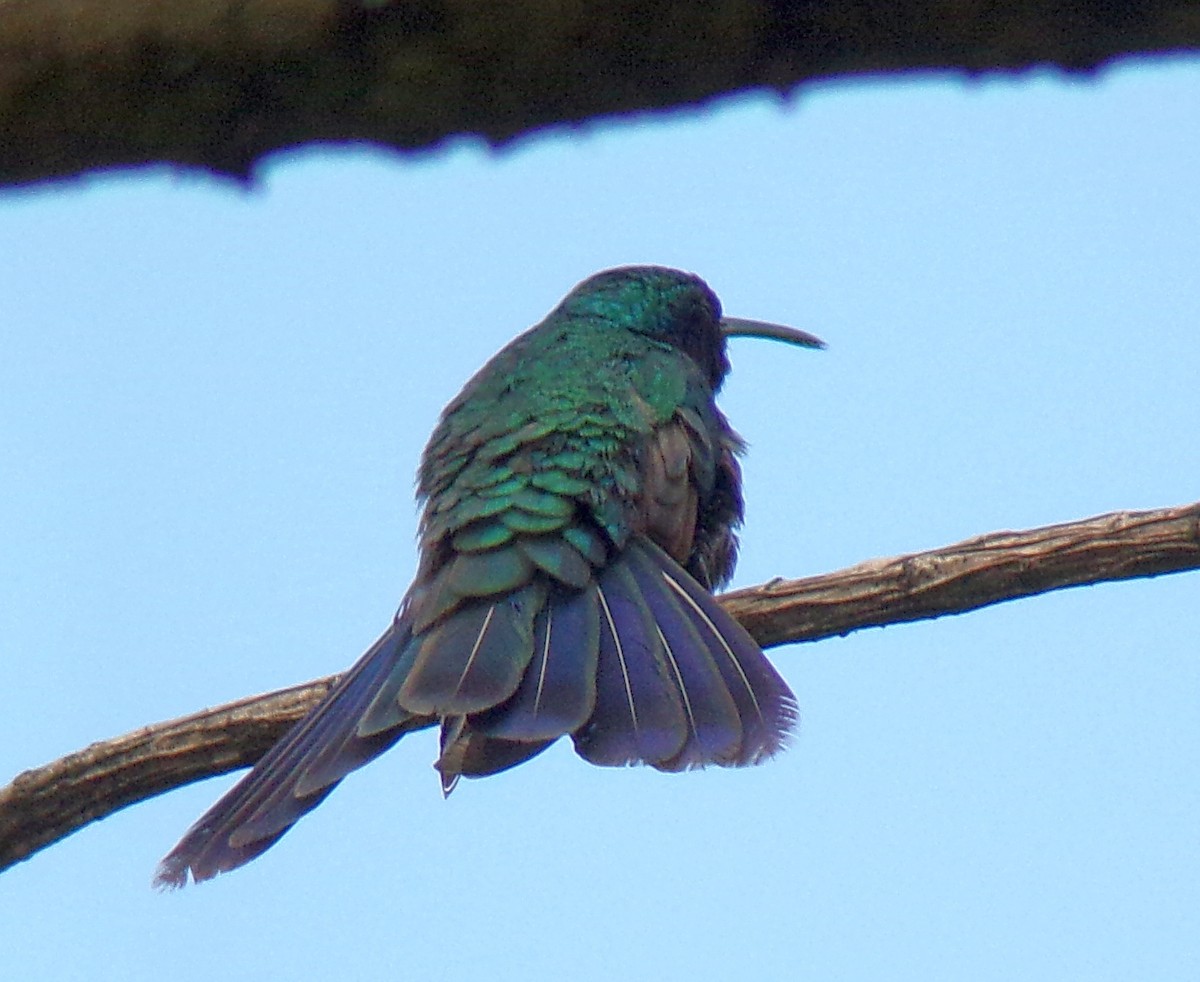 fiolørekolibri - ML645130890