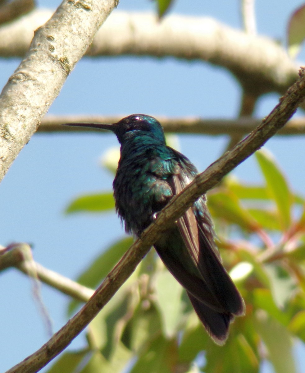 fiolørekolibri - ML645130891