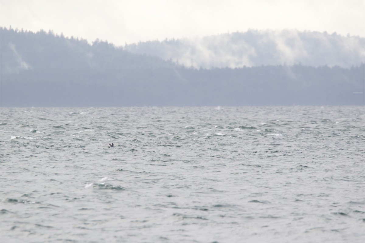 Common Murre - ML645130895