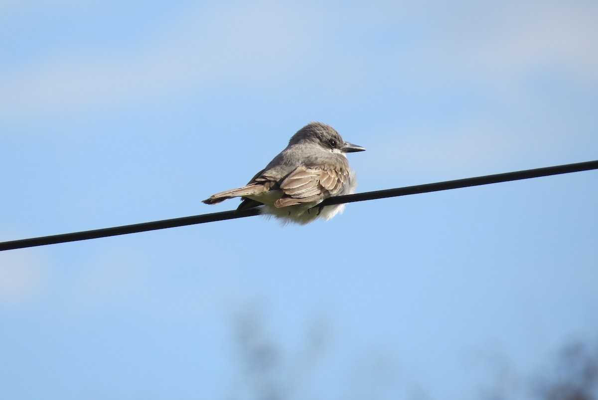 Gray Kingbird - ML645130900