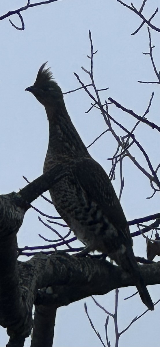 jeřábek kanadský - ML645130907