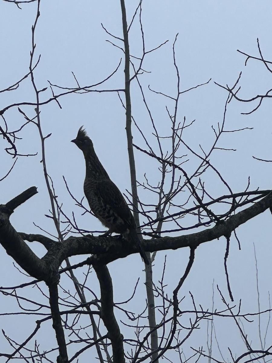 jeřábek kanadský - ML645130908