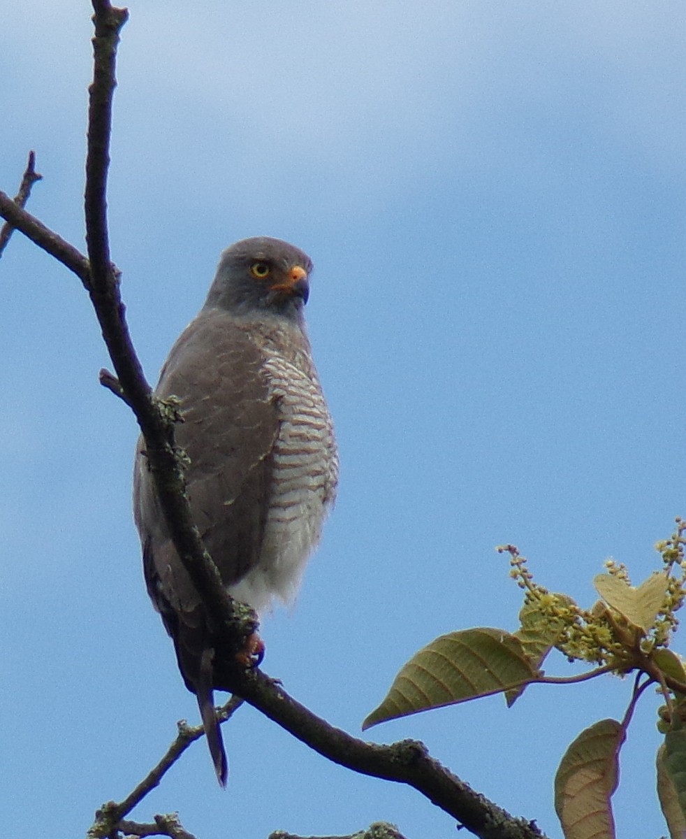 Yol Şahini - ML645130917