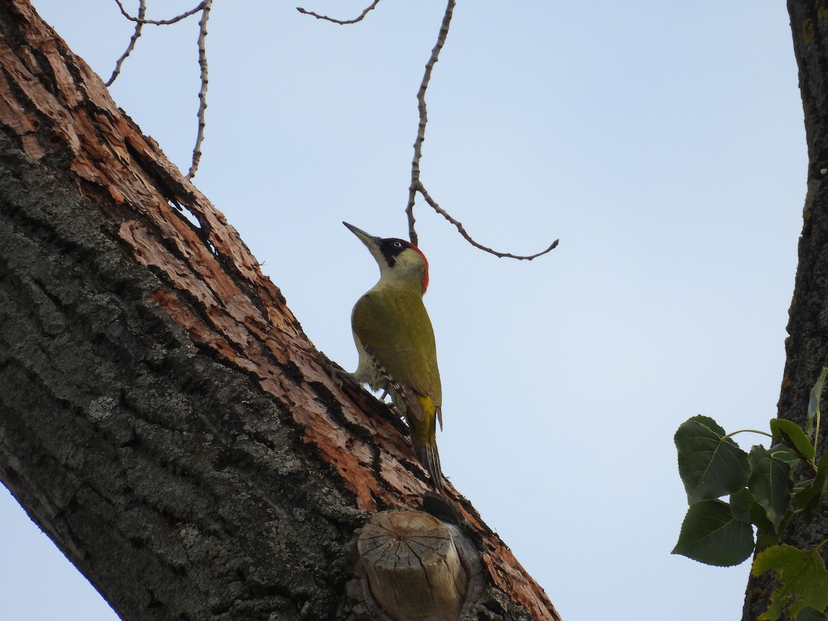 נקר ירוק (אירואסייתי) - ML645130923