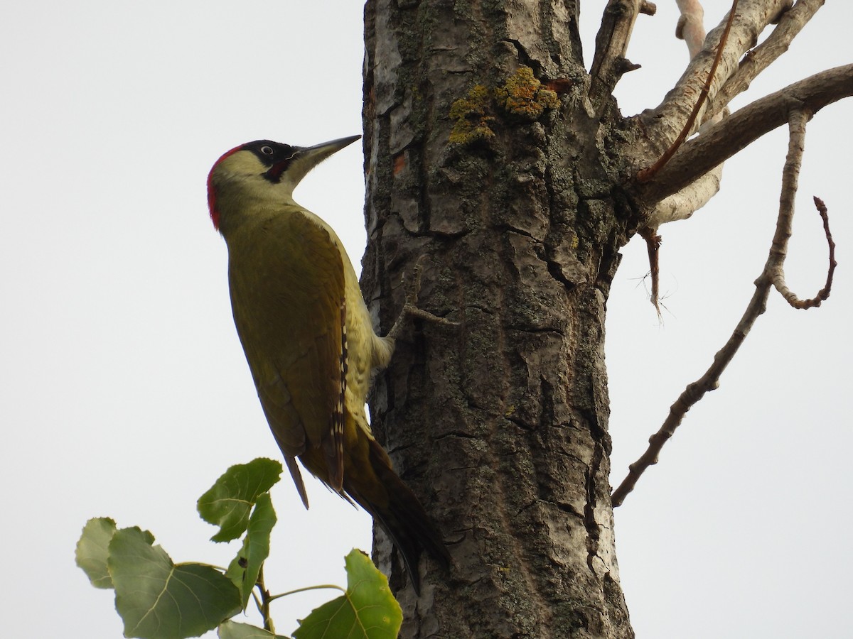 נקר ירוק (אירואסייתי) - ML645130924