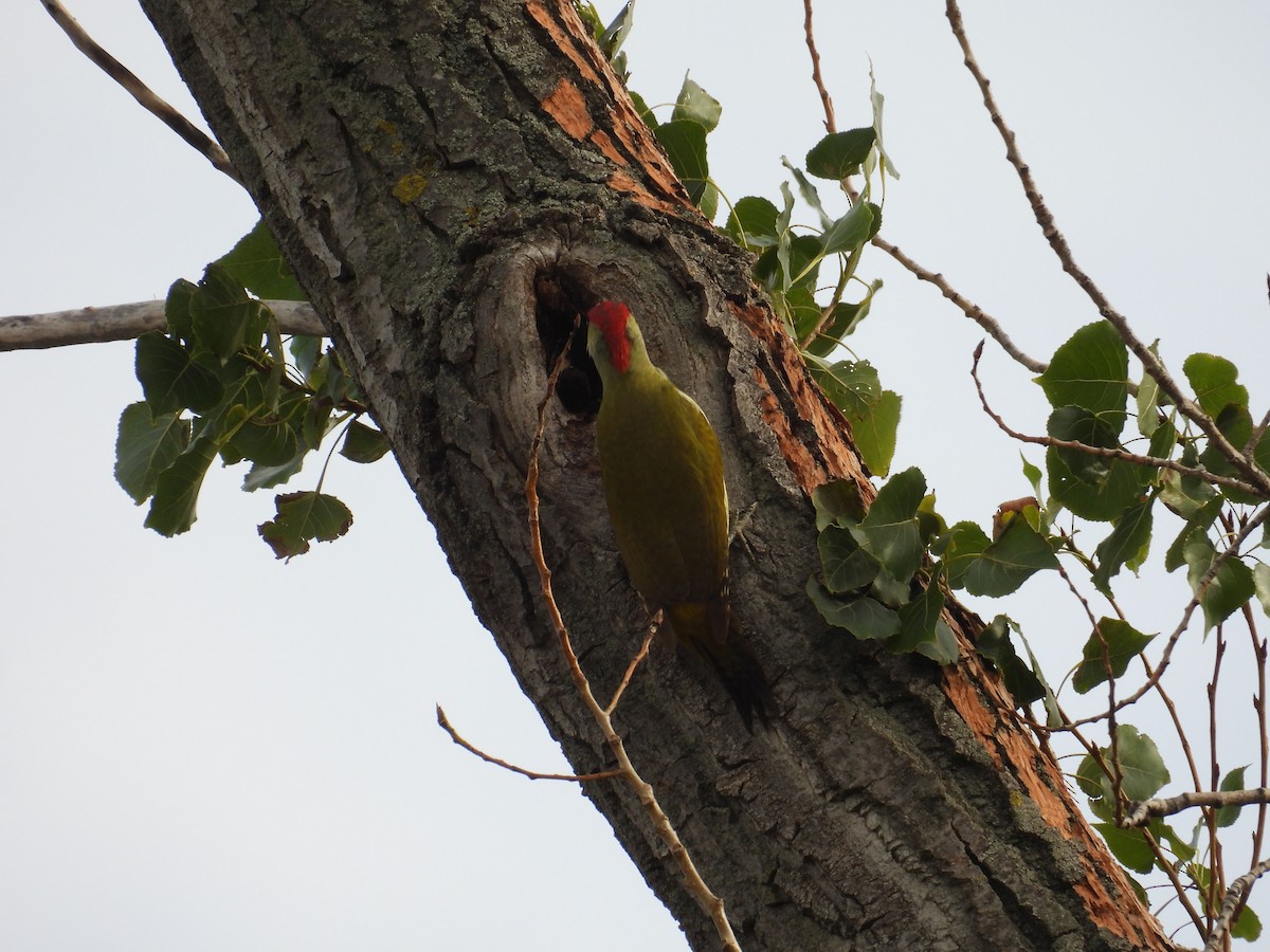 נקר ירוק (אירואסייתי) - ML645130925