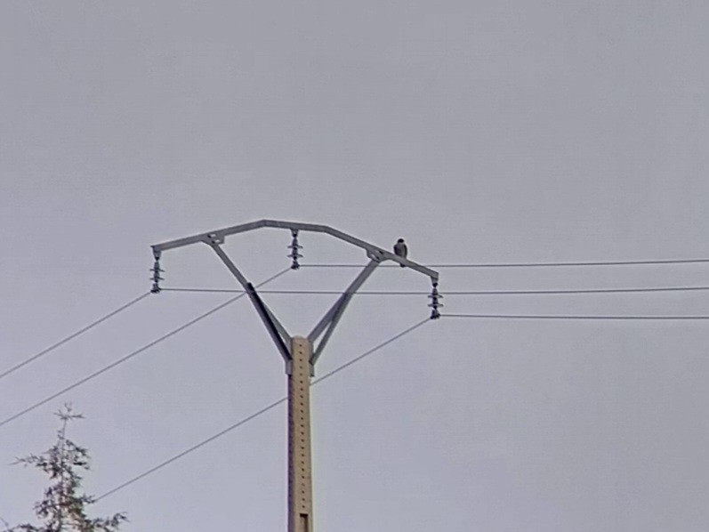 шонхор - ML645130933