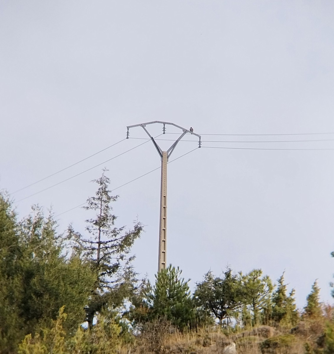 шонхор - ML645130934