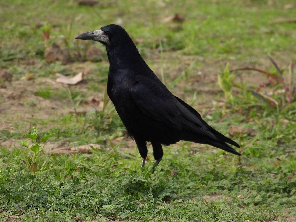 Ekin Kargası - ML645130939