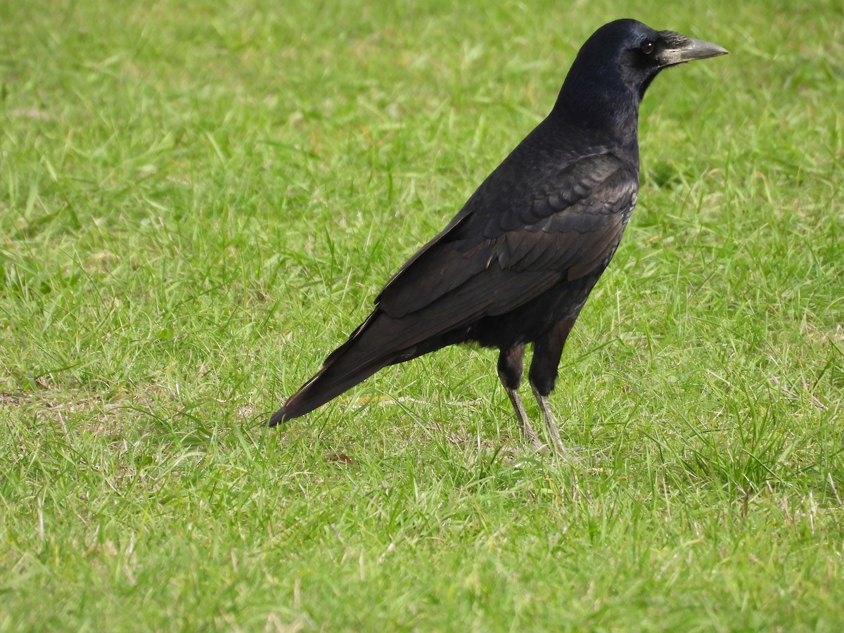 Ekin Kargası - ML645130940