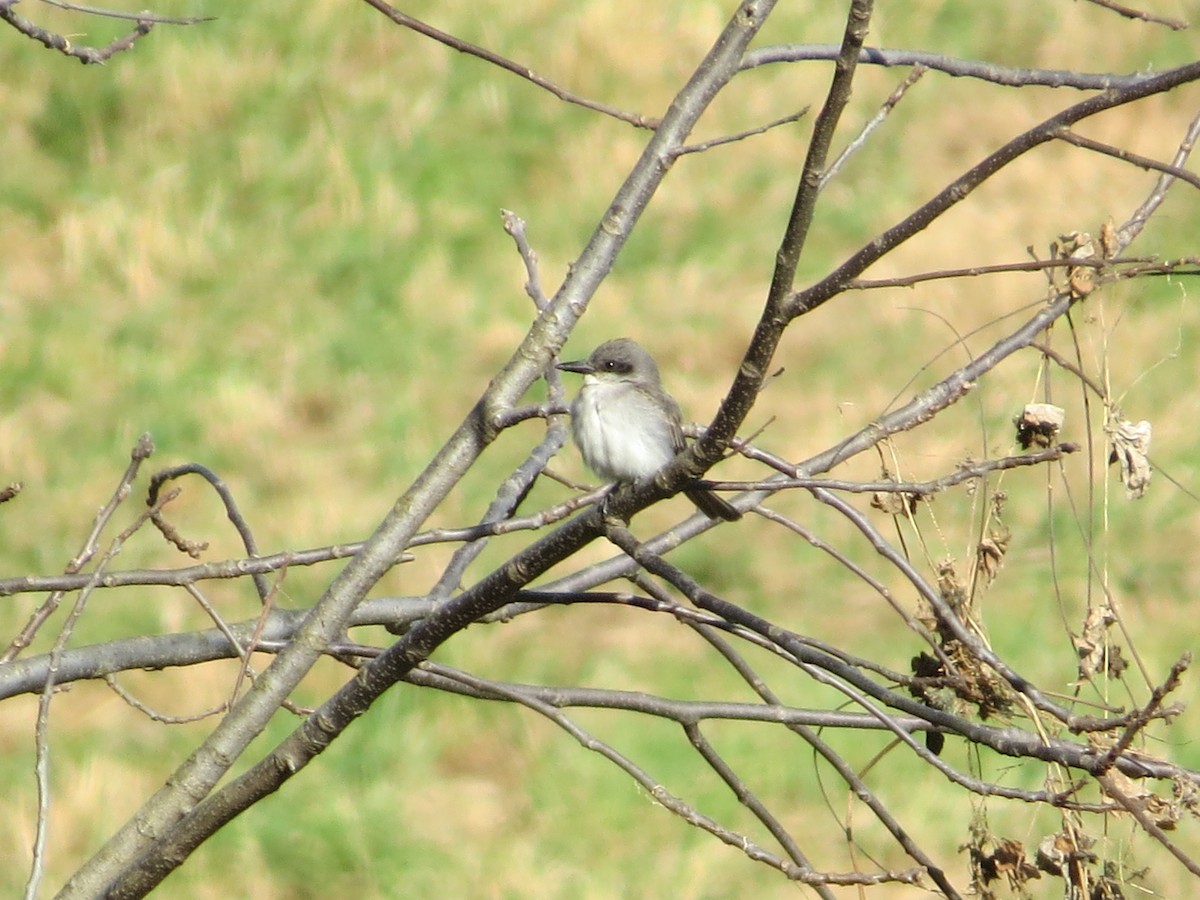 Gray Kingbird - ML645130944