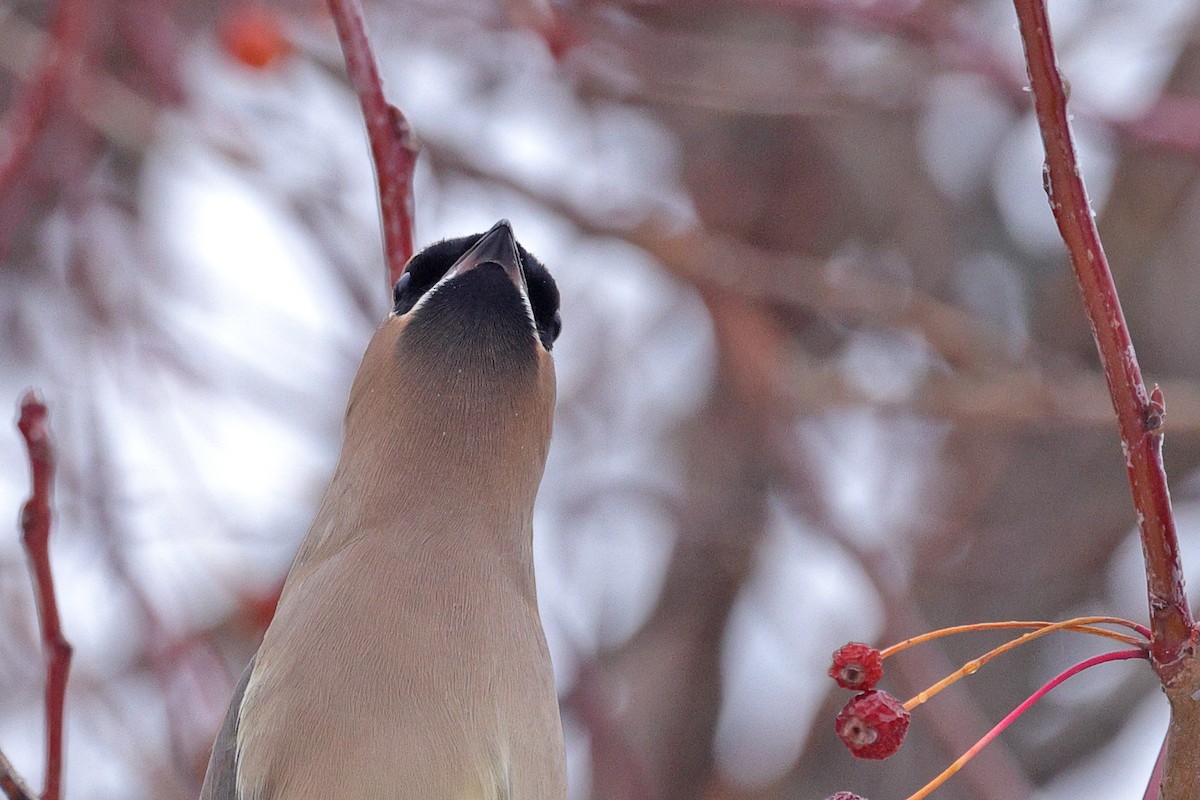 brkoslav americký - ML645130955