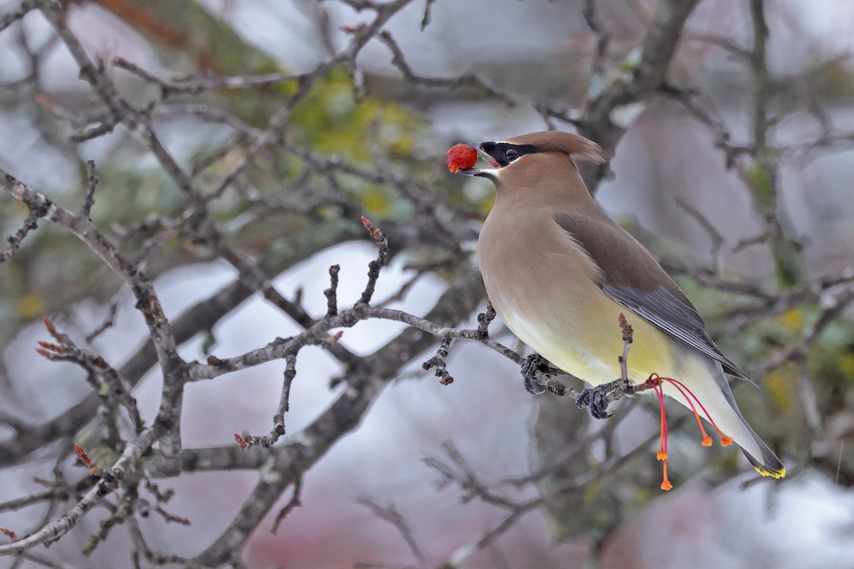 brkoslav americký - ML645130956
