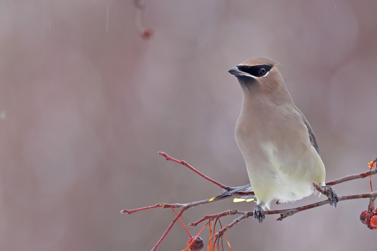 brkoslav americký - ML645130957