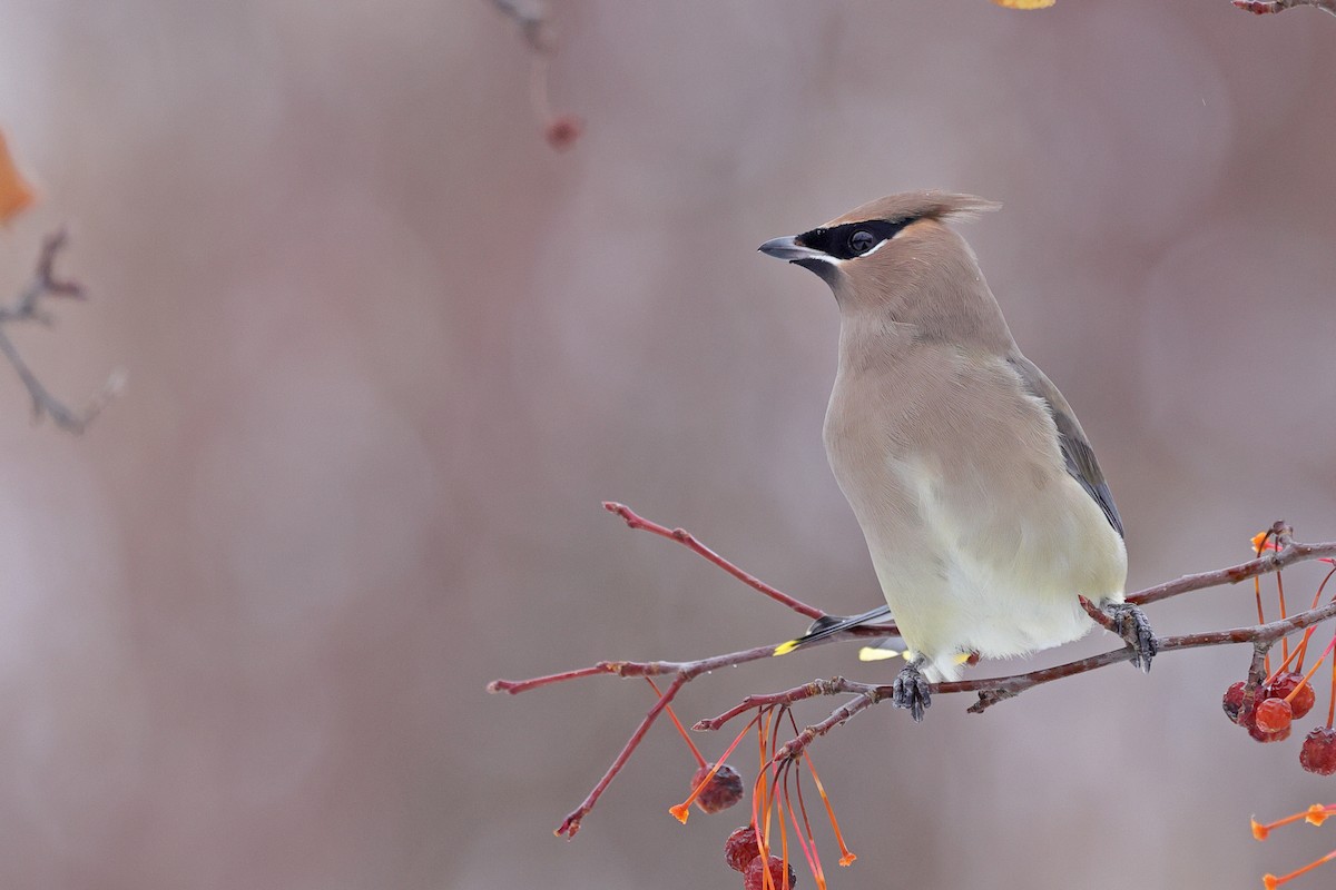 brkoslav americký - ML645130963