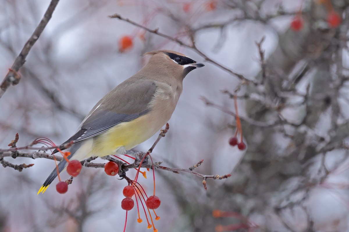 brkoslav americký - ML645130964