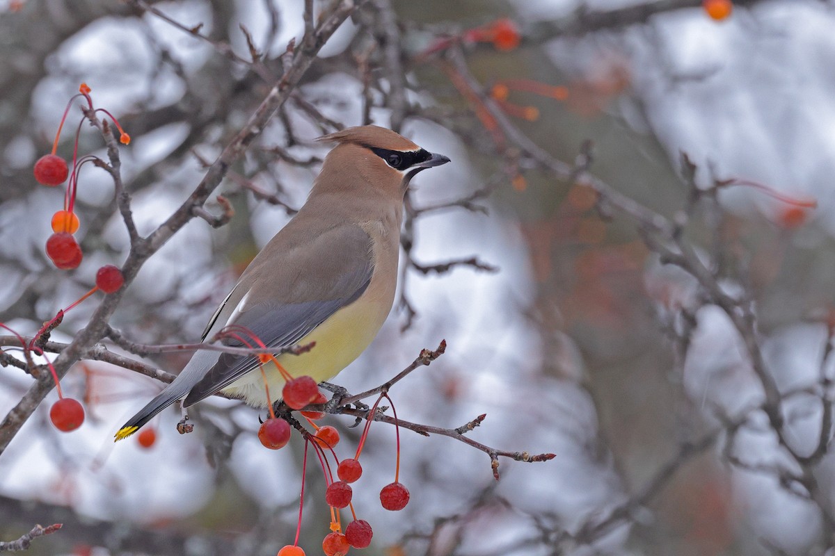 brkoslav americký - ML645130965