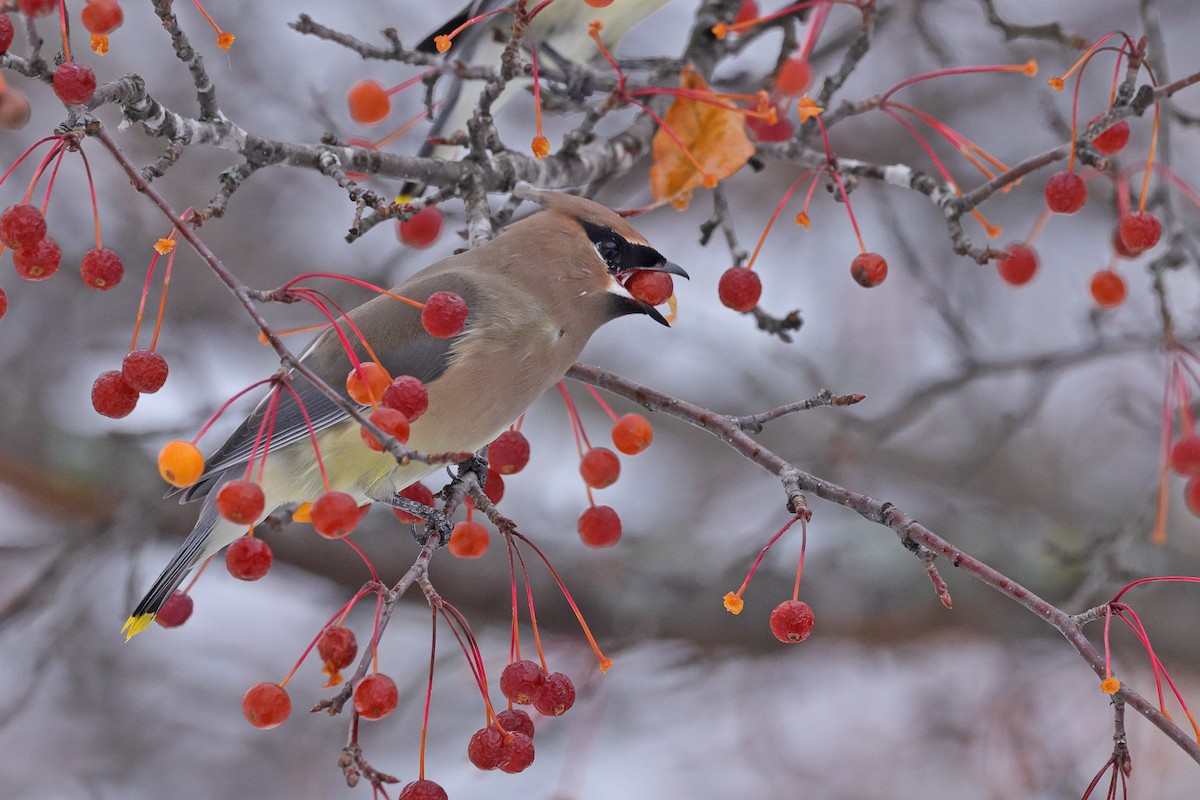 brkoslav americký - ML645130966