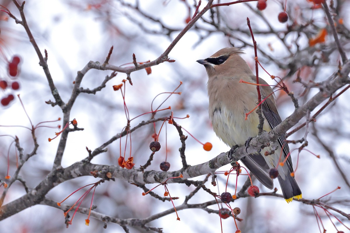 brkoslav americký - ML645130968