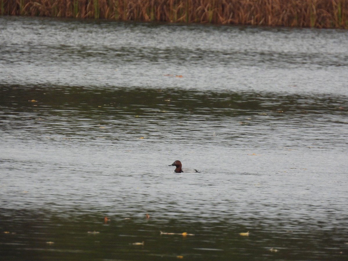 Common Pochard - ML645130977