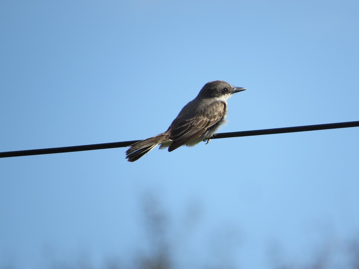 Gray Kingbird - ML645130985