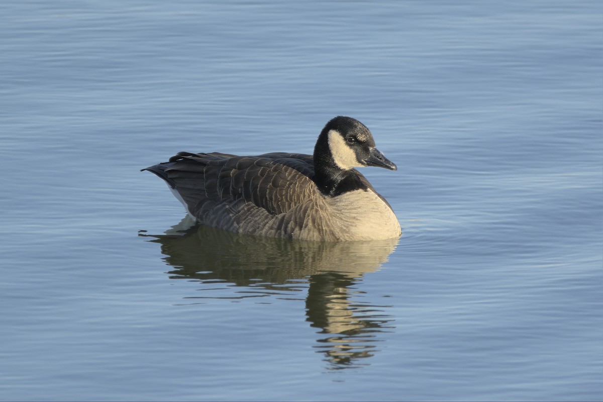 Oca canadese minore/maggiore - ML645130988