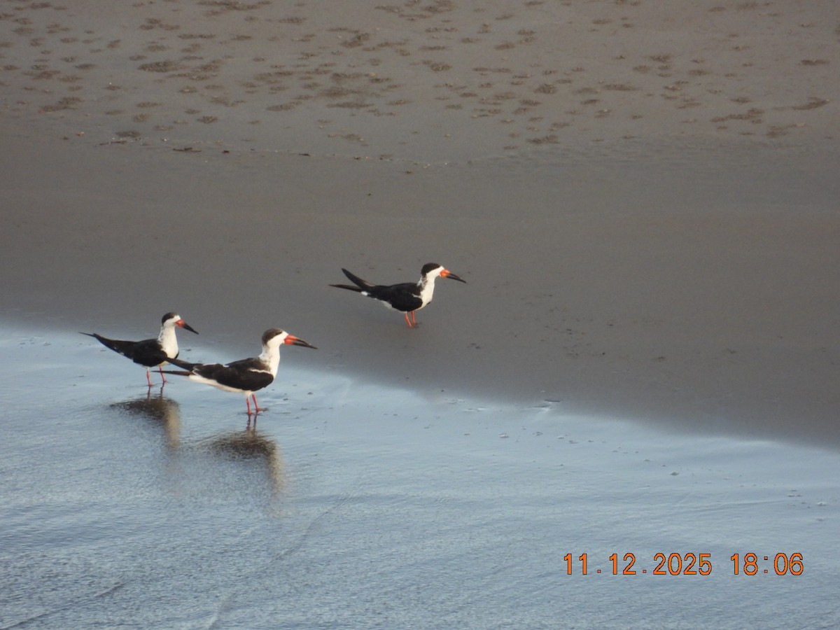 Bec-en-ciseaux noir - ML645131008