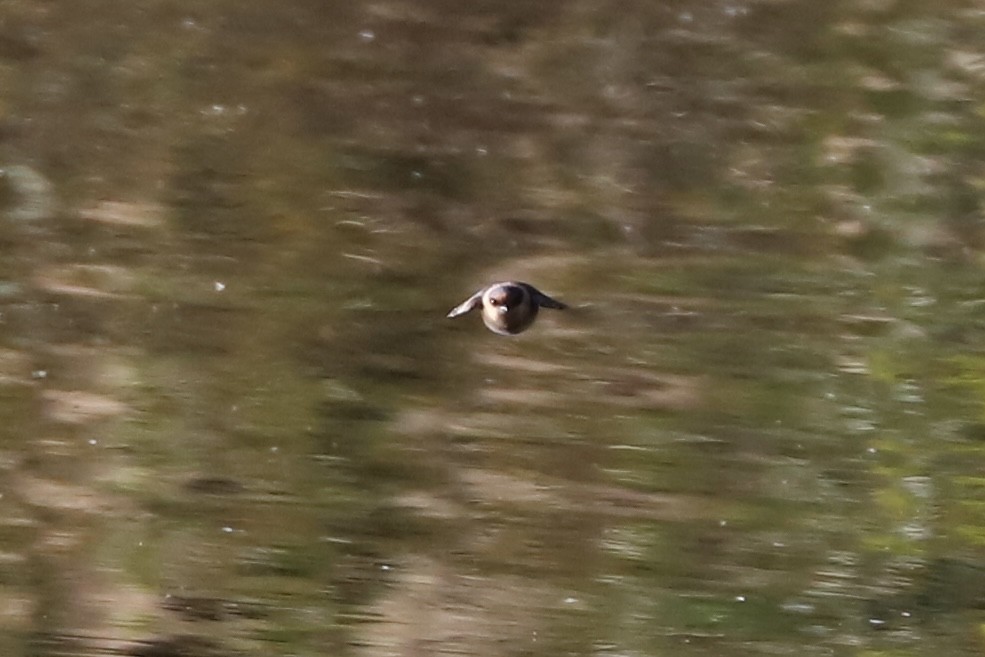 Cave Swallow - ML645131012