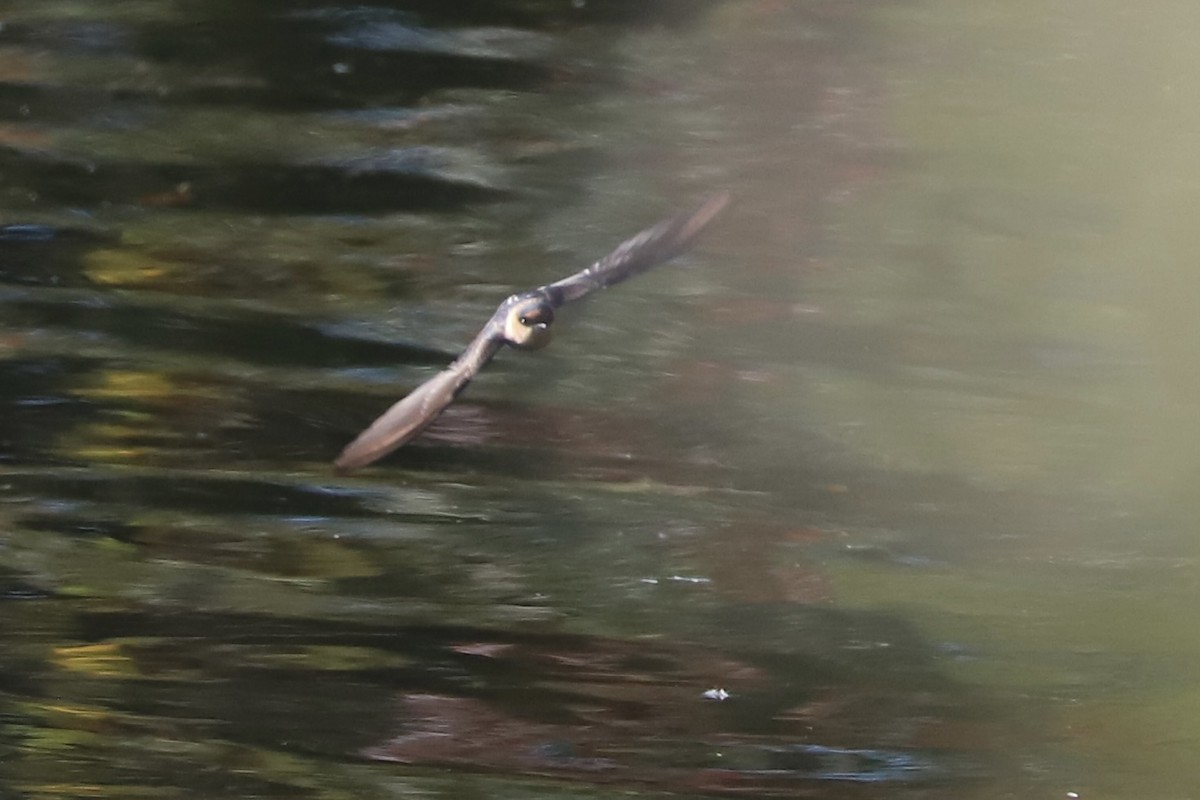 Cave Swallow - ML645131013