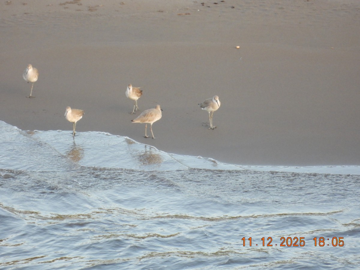 Chevalier semipalmé - ML645131017