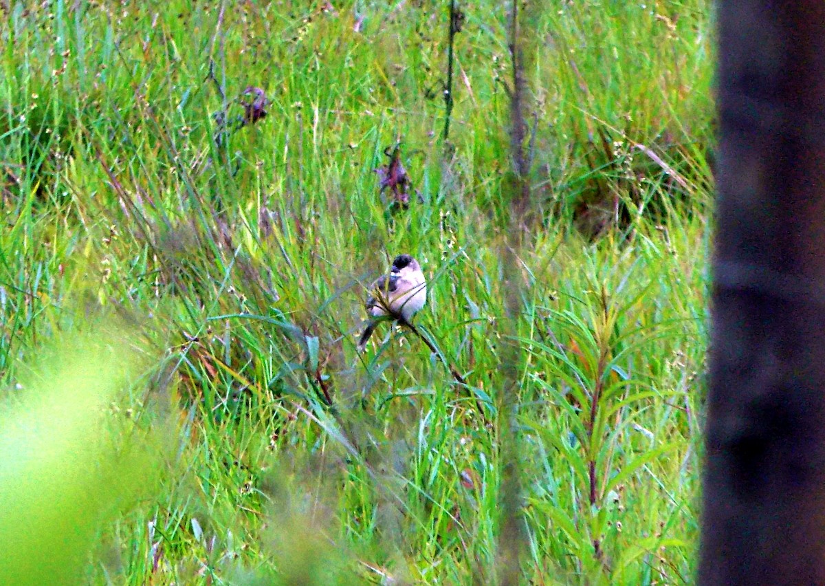 Pearly-bellied Seedeater - ML645131031
