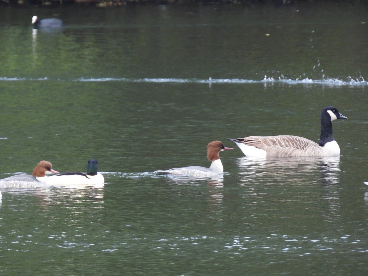 Common Merganser - ML645131034