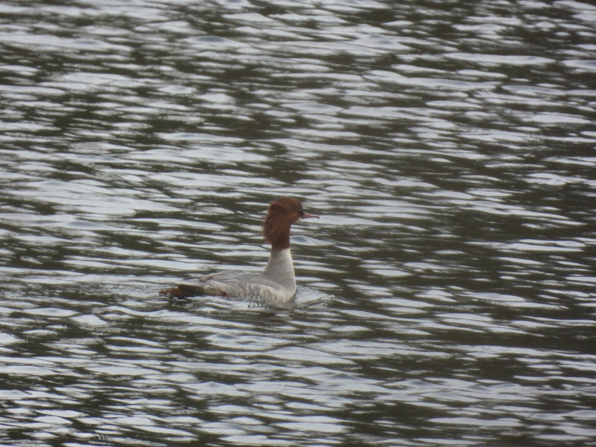 Common Merganser - ML645131035