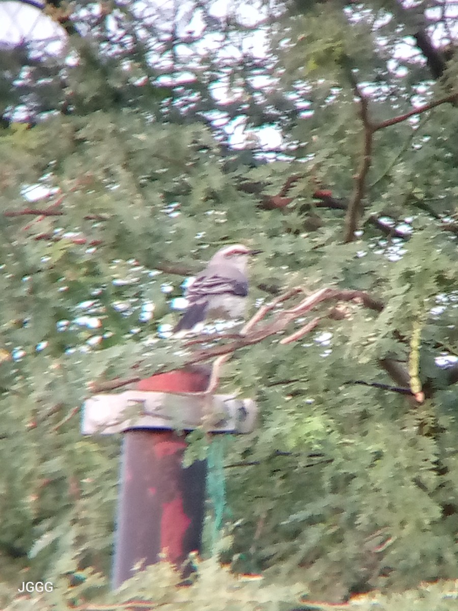 Tropikal Taklitçi - ML645131045