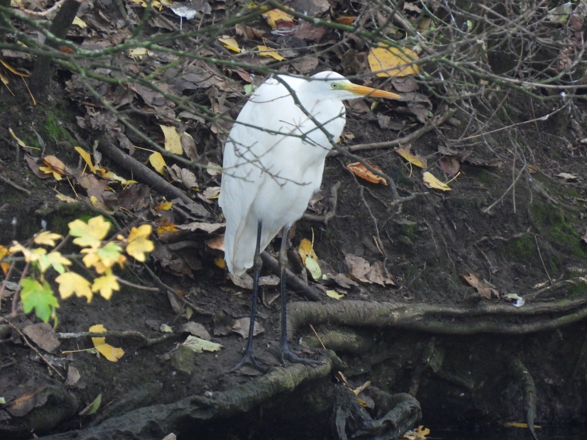 Great Egret - ML645131047