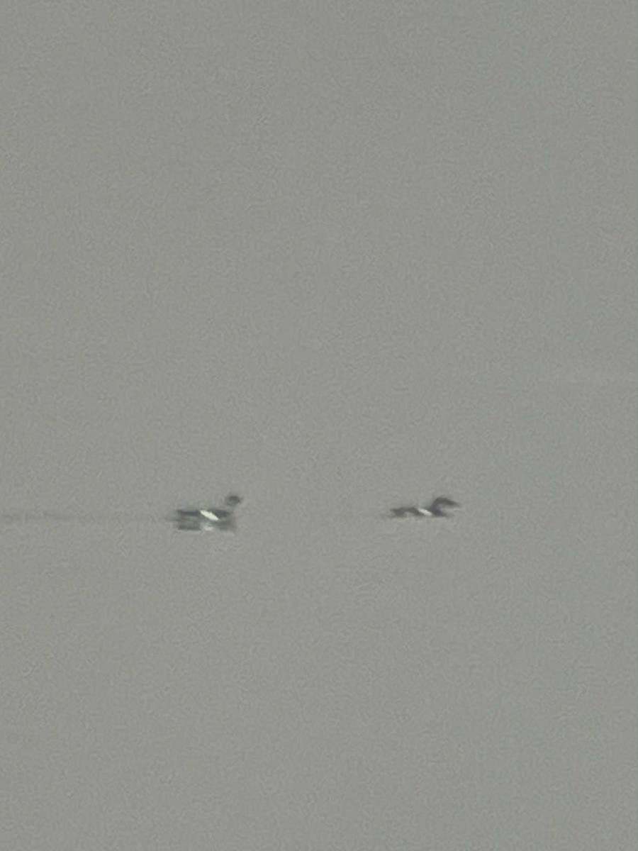 אוריה שחורה - ML645131062