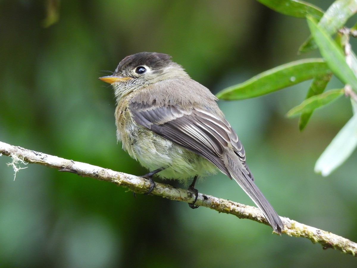 Black-capped Flycatcher - ML645131081