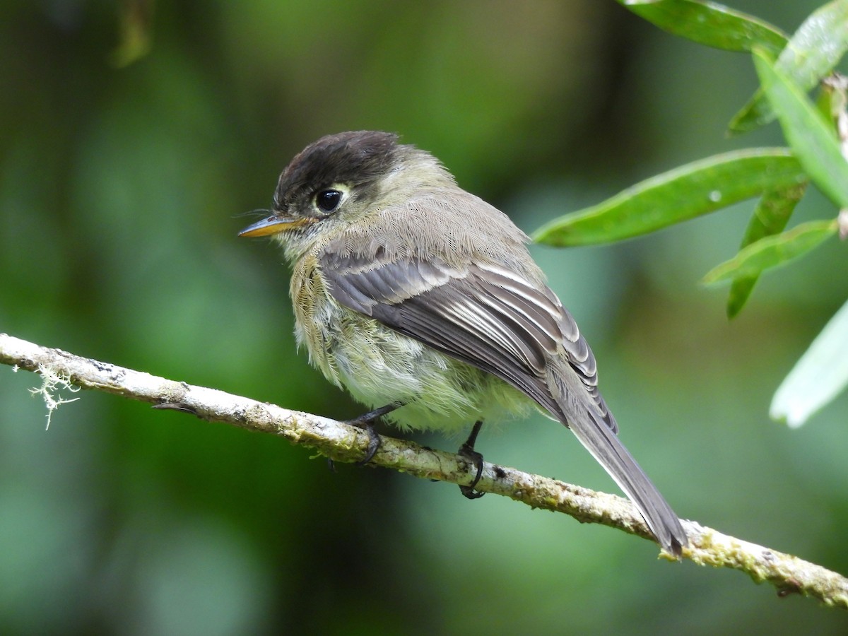 Black-capped Flycatcher - ML645131082