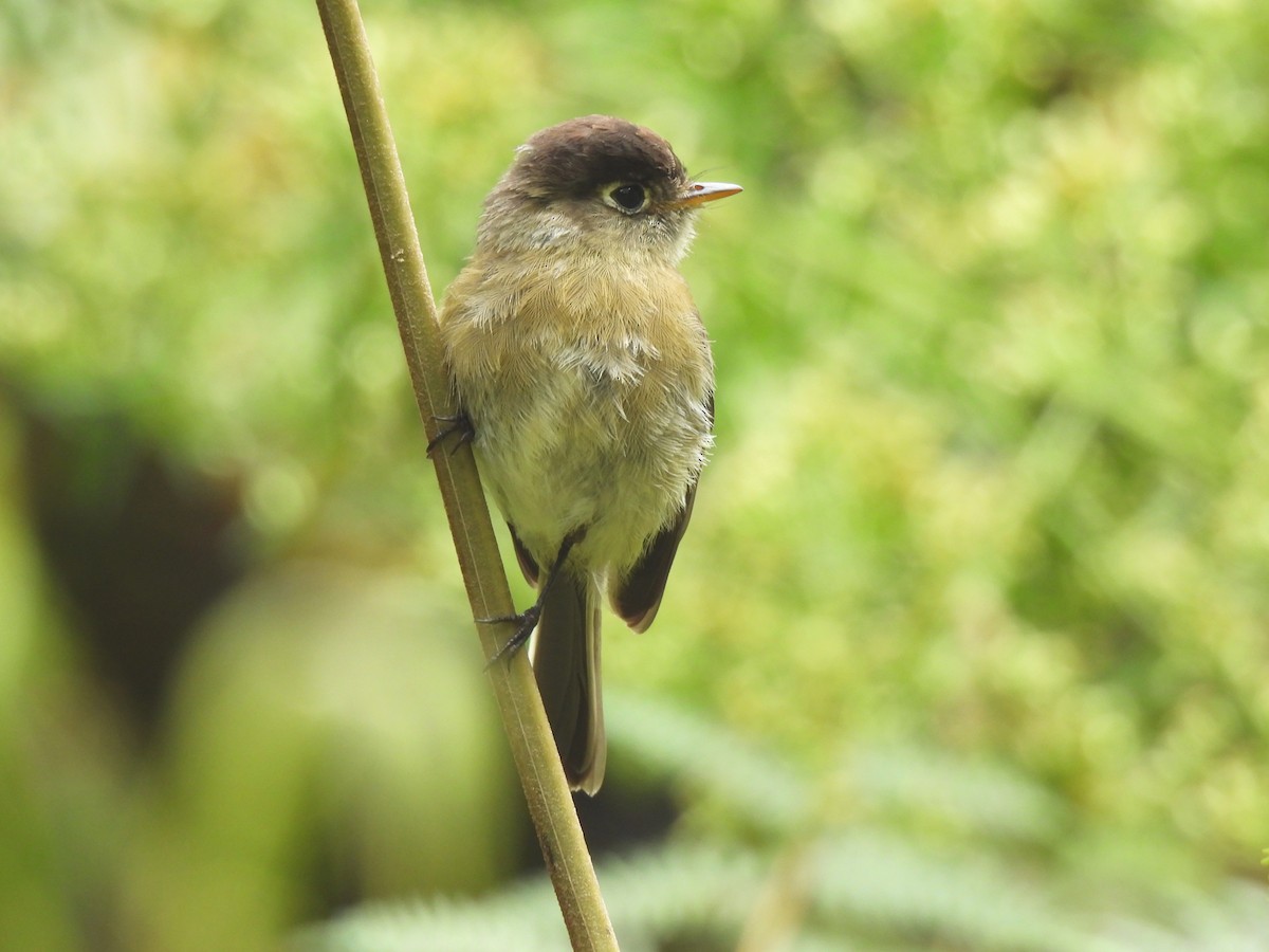 Black-capped Flycatcher - ML645131083