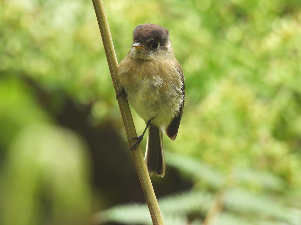 Black-capped Flycatcher - ML645131084