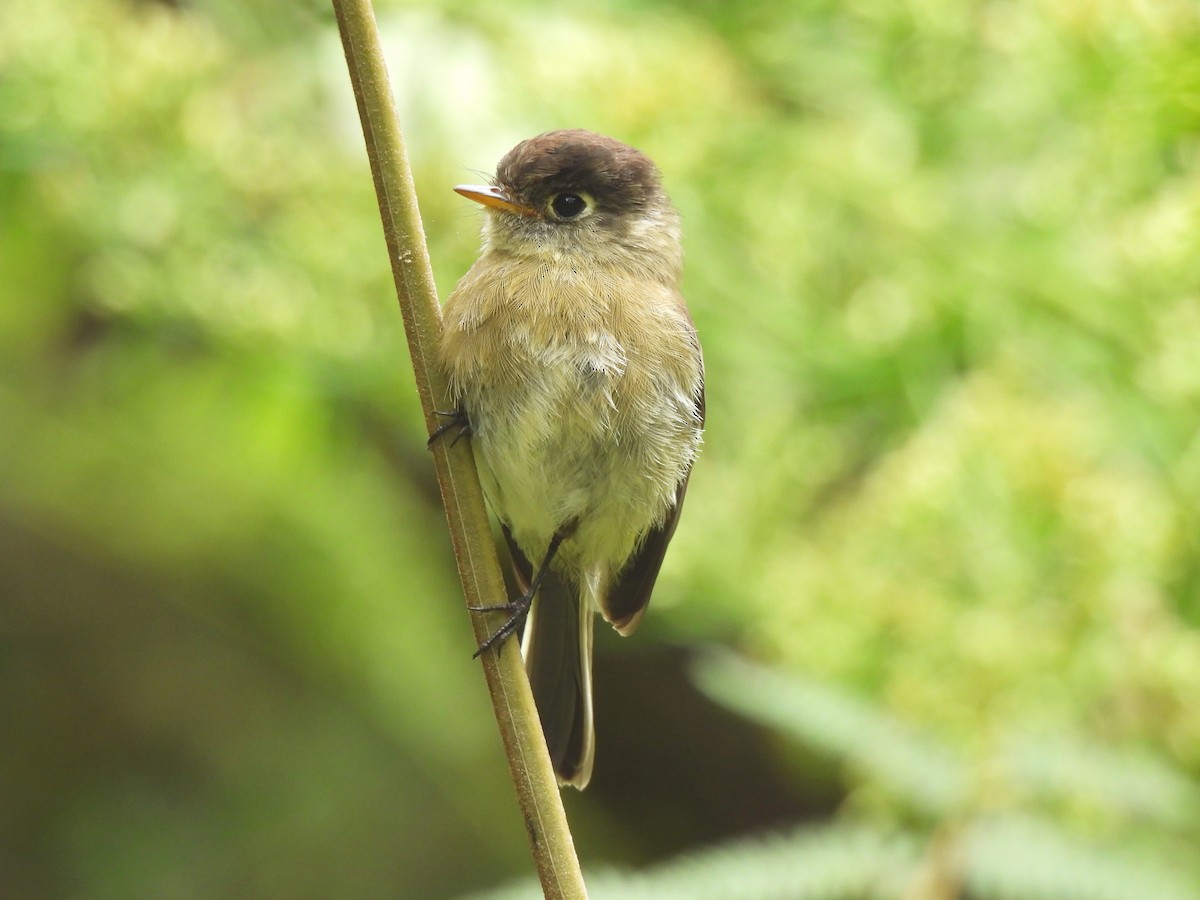 Black-capped Flycatcher - ML645131085