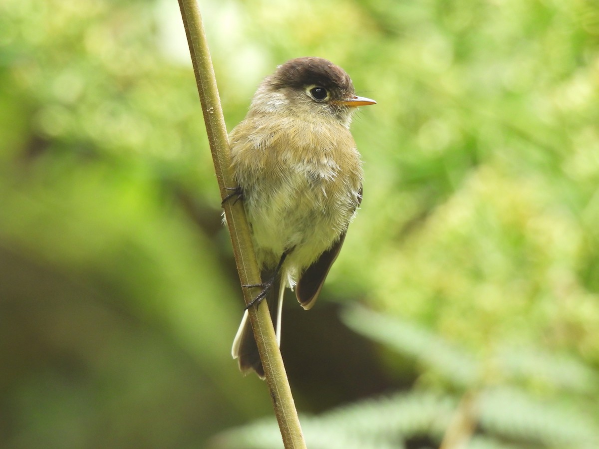 Black-capped Flycatcher - ML645131086