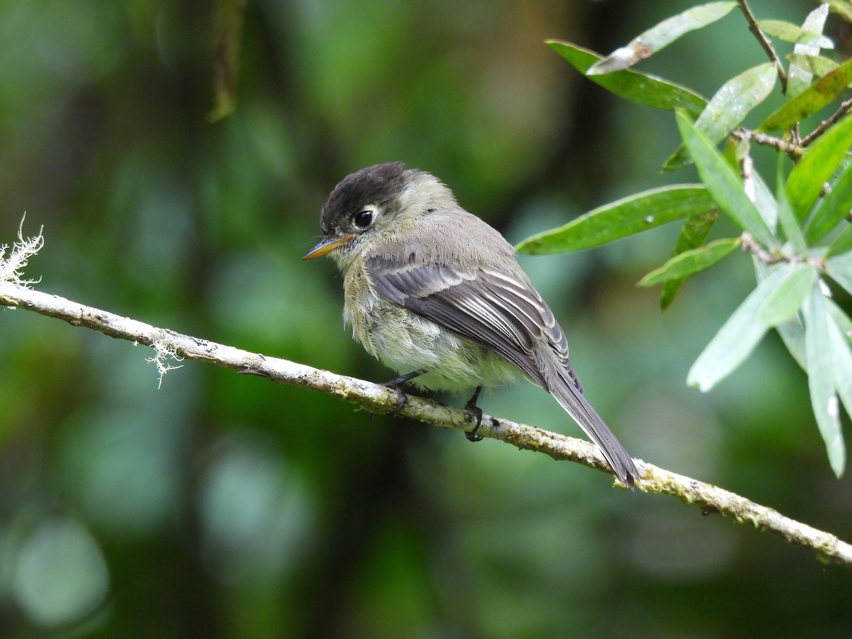 Black-capped Flycatcher - ML645131087